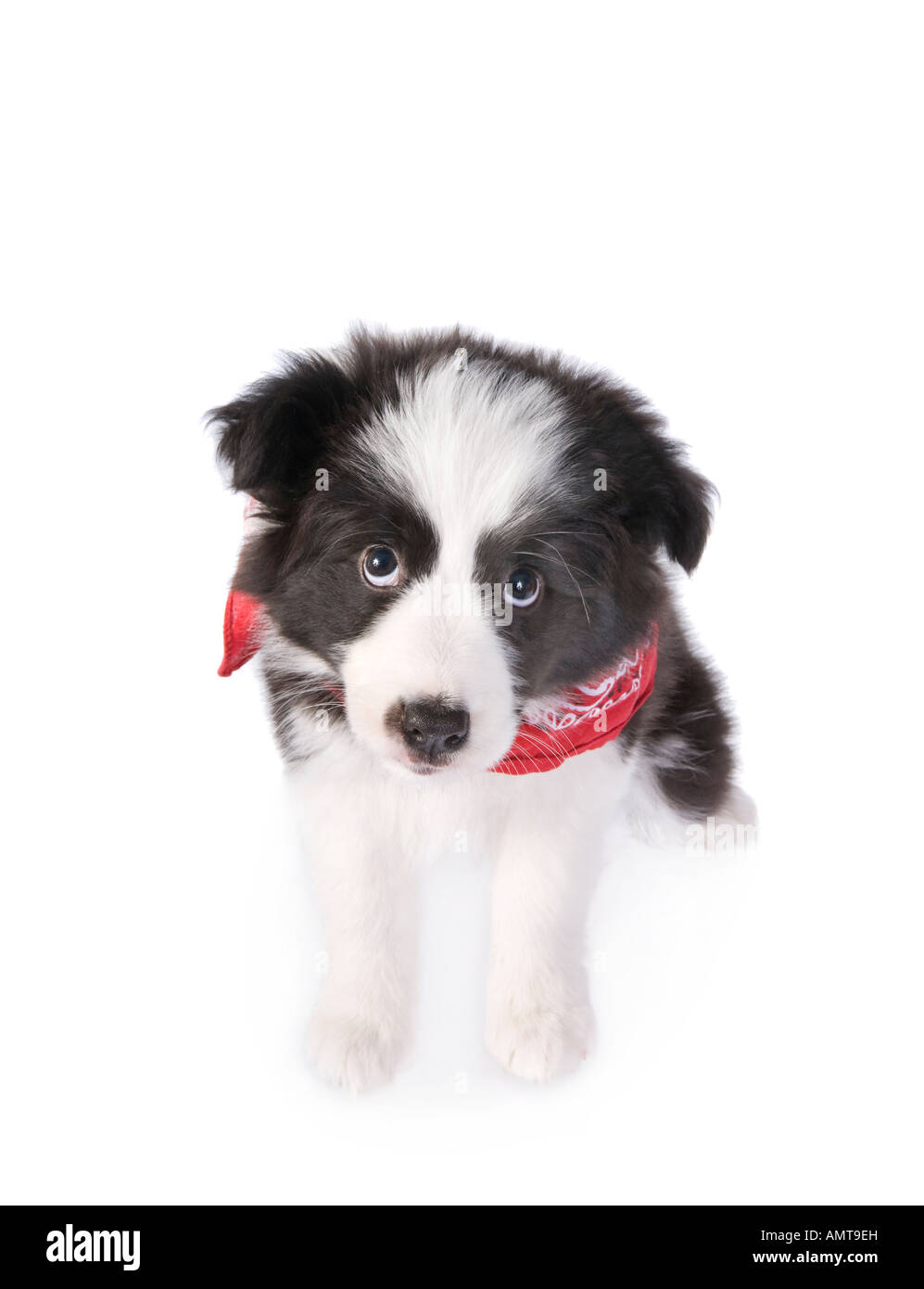 Cute country Border collie puppy wearing red bandana scarf isolated on white background Stock Photo