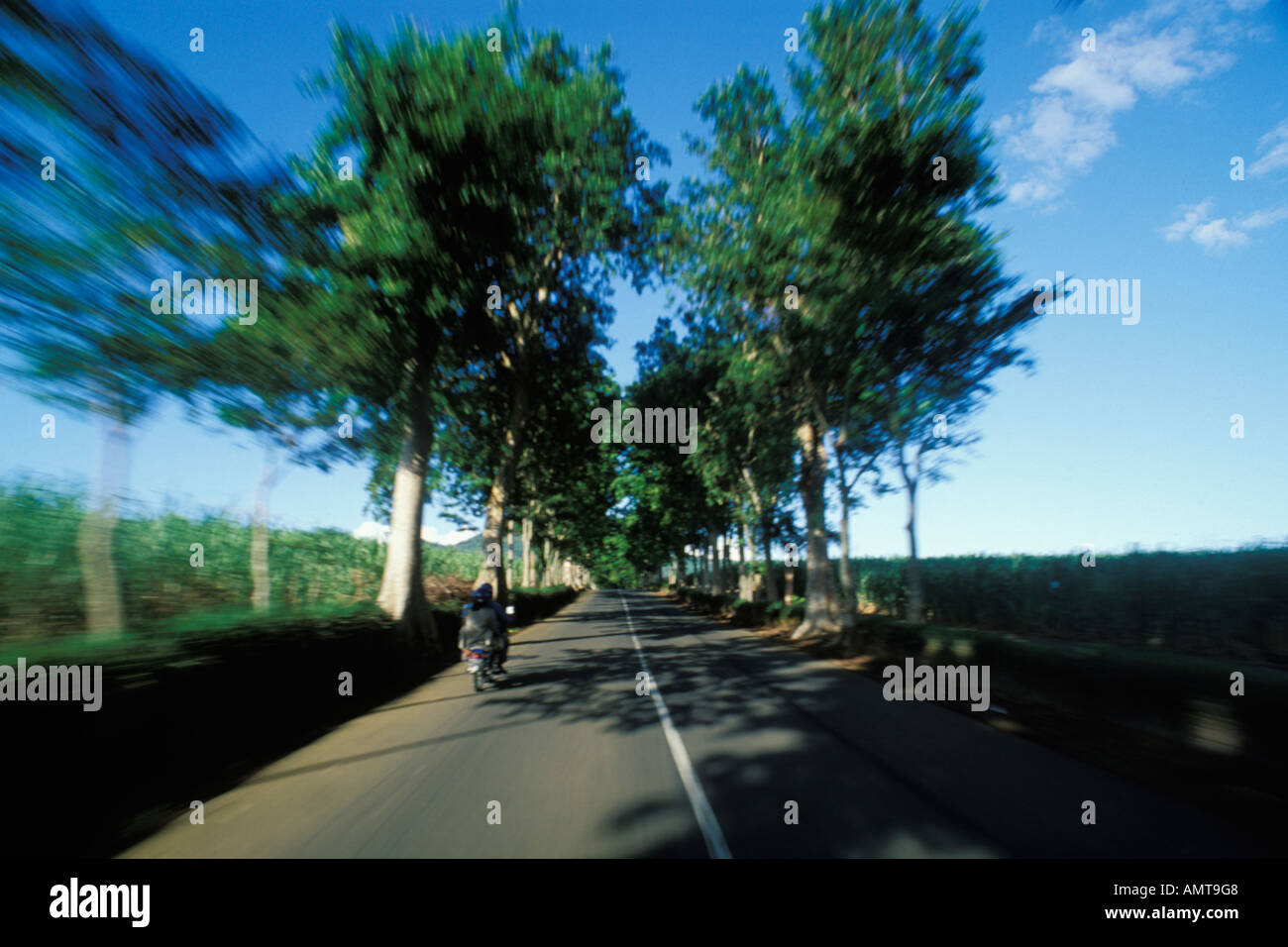Tree lined island road hi-res stock photography and images - Alamy