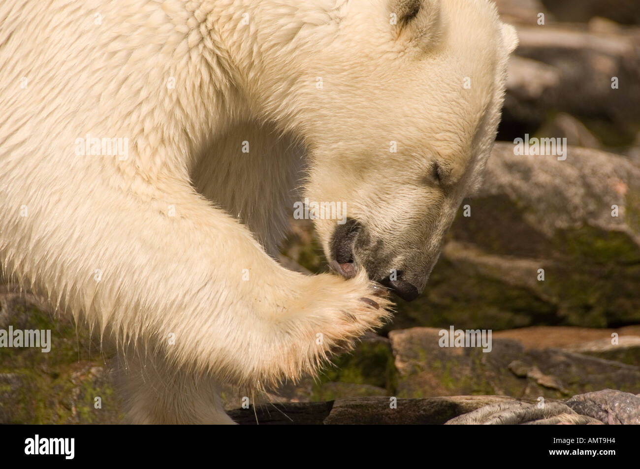 Polar Bear Labrador Canada Stock Photo