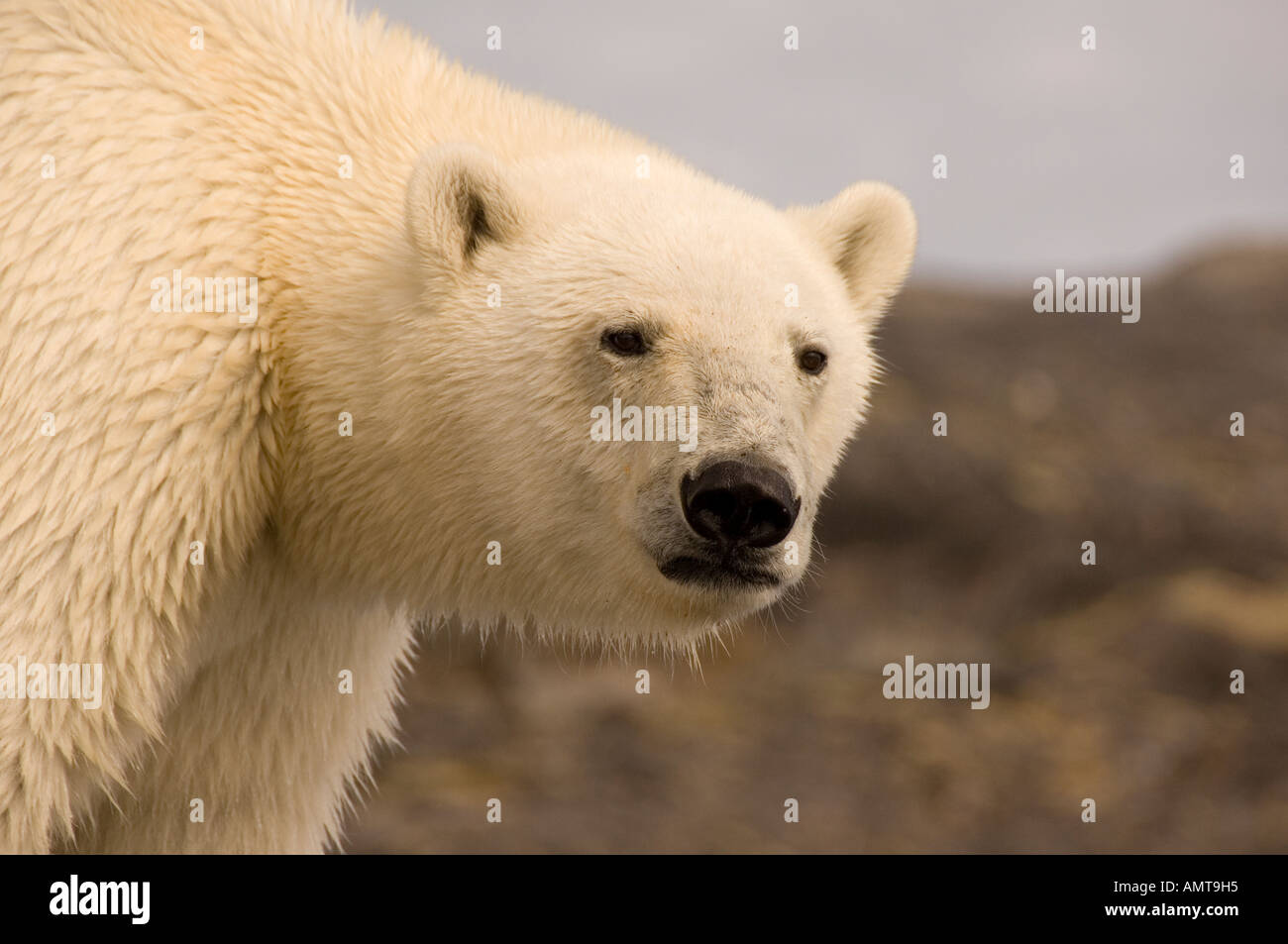 Polar Bear Labrador Canada Stock Photo