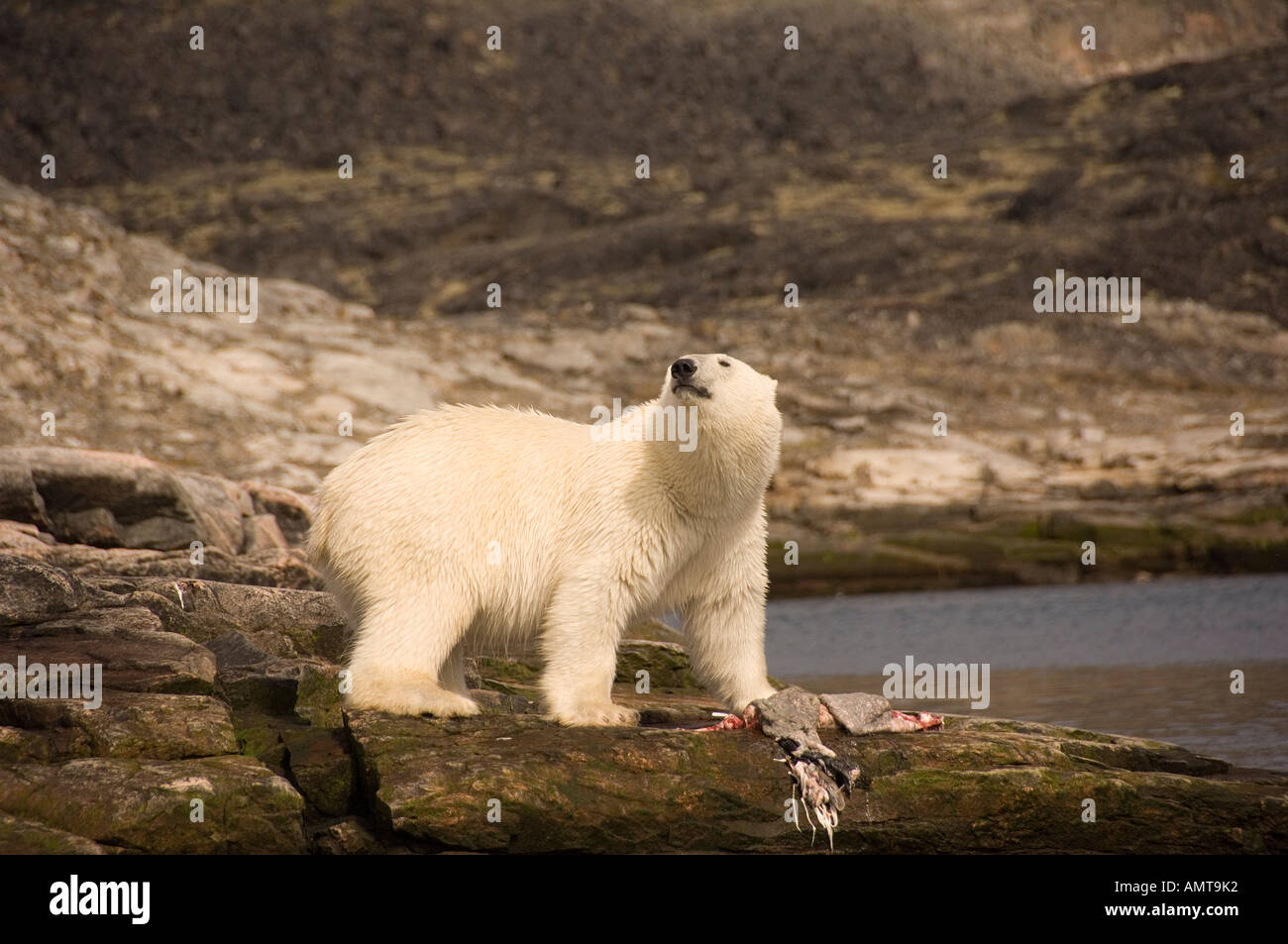 Polar Bear feeding on a seal carcass Labrador Canada Stock Photo