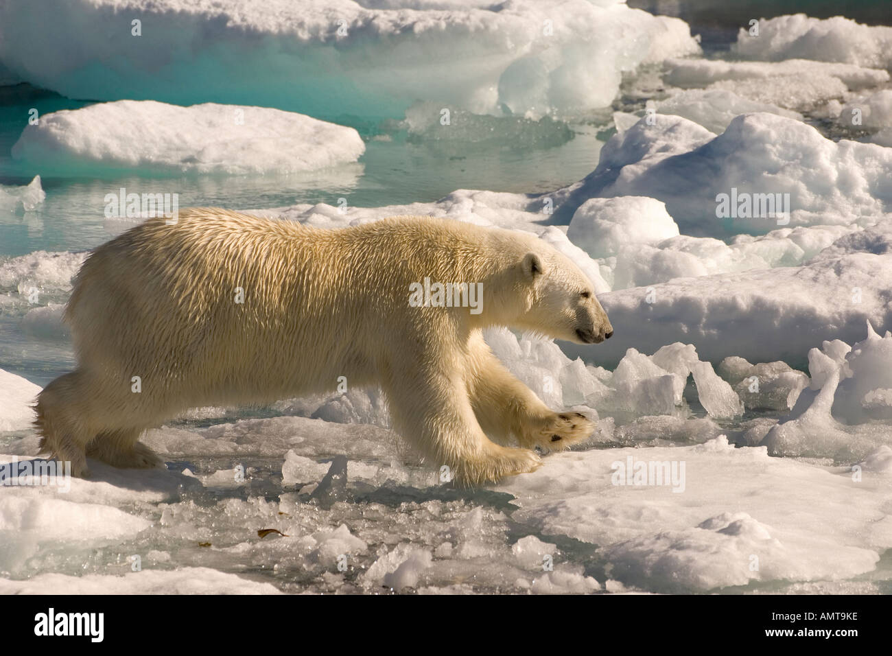 Polar Bear Davis Strait Stock Photo