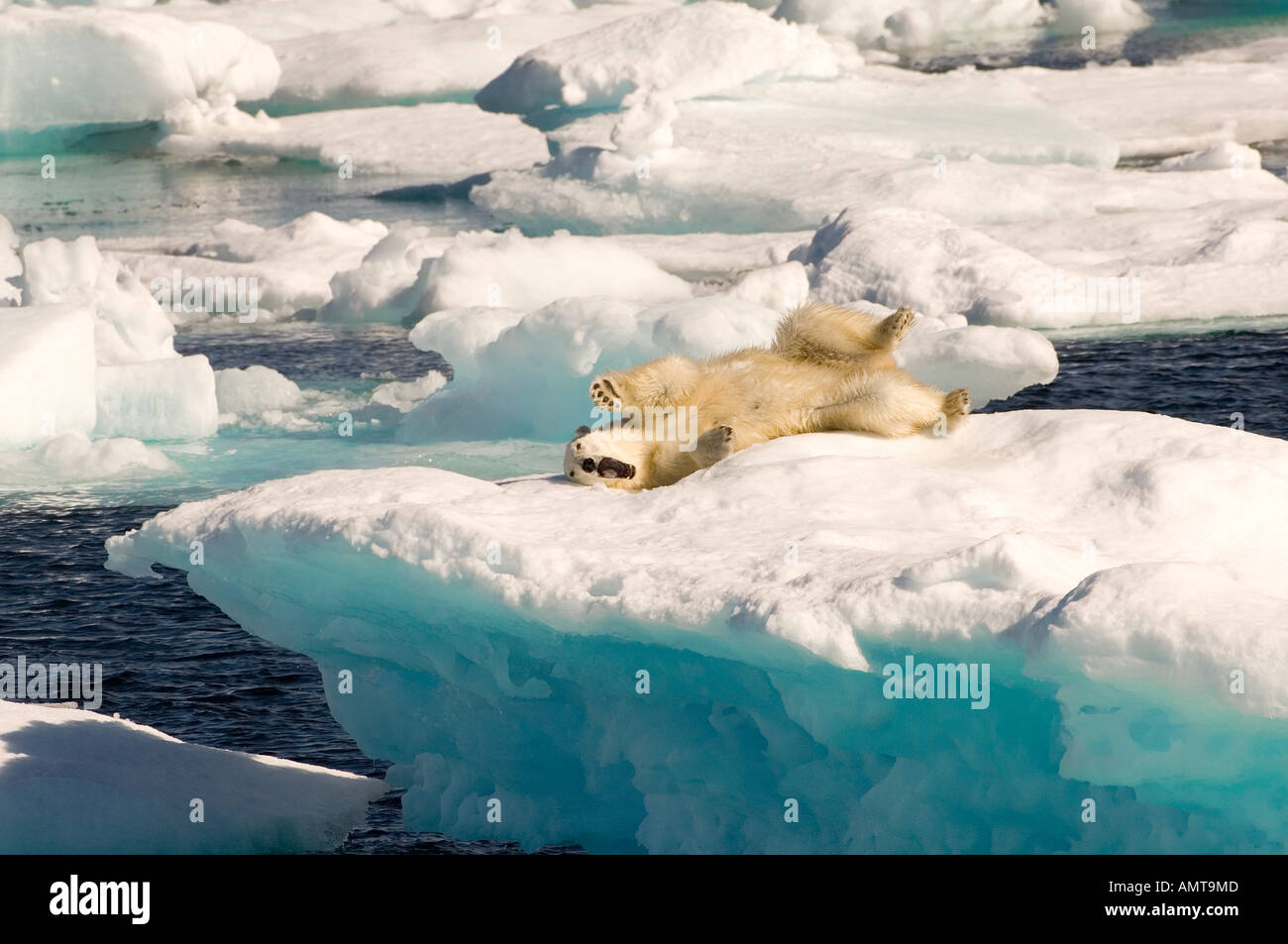Polar Bear Davis Strait Labrador Sea Canada Stock Photo Alamy