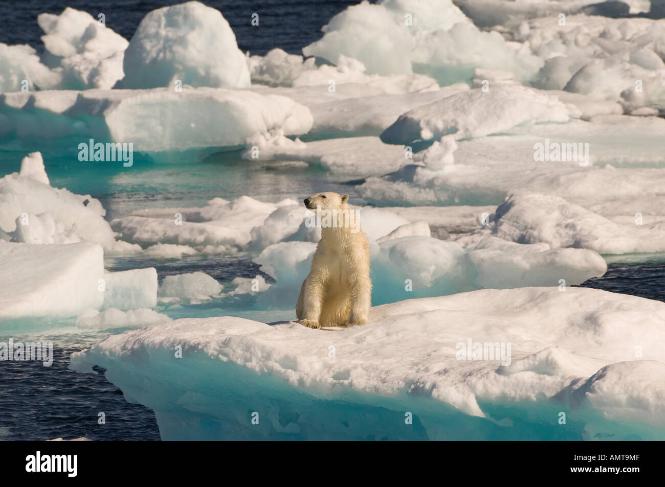 Polar Bear Davis Strait Labrador Sea Canada Stock Photo