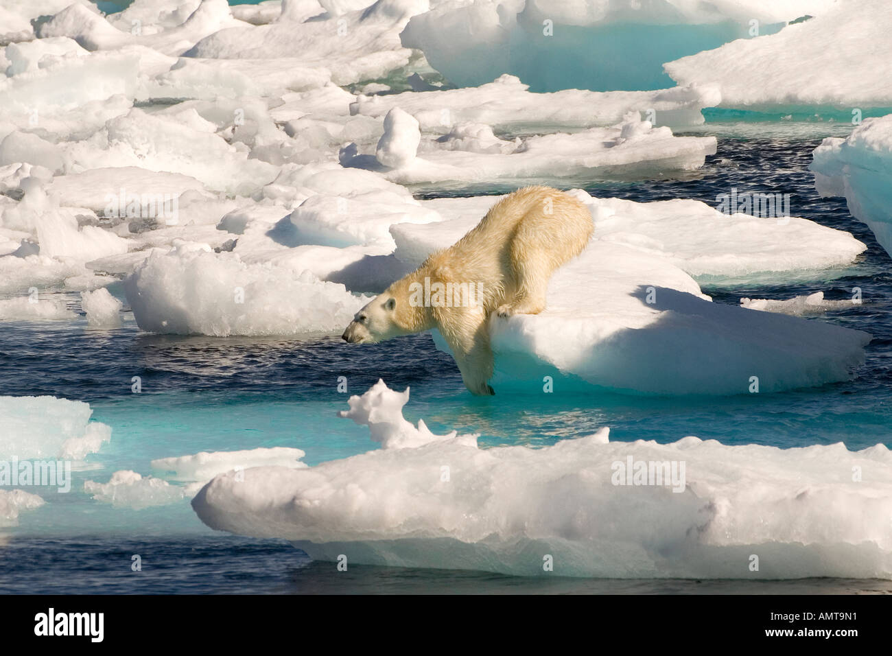 Polar Bear Davis Strait Labrador See Canada Stock Photo