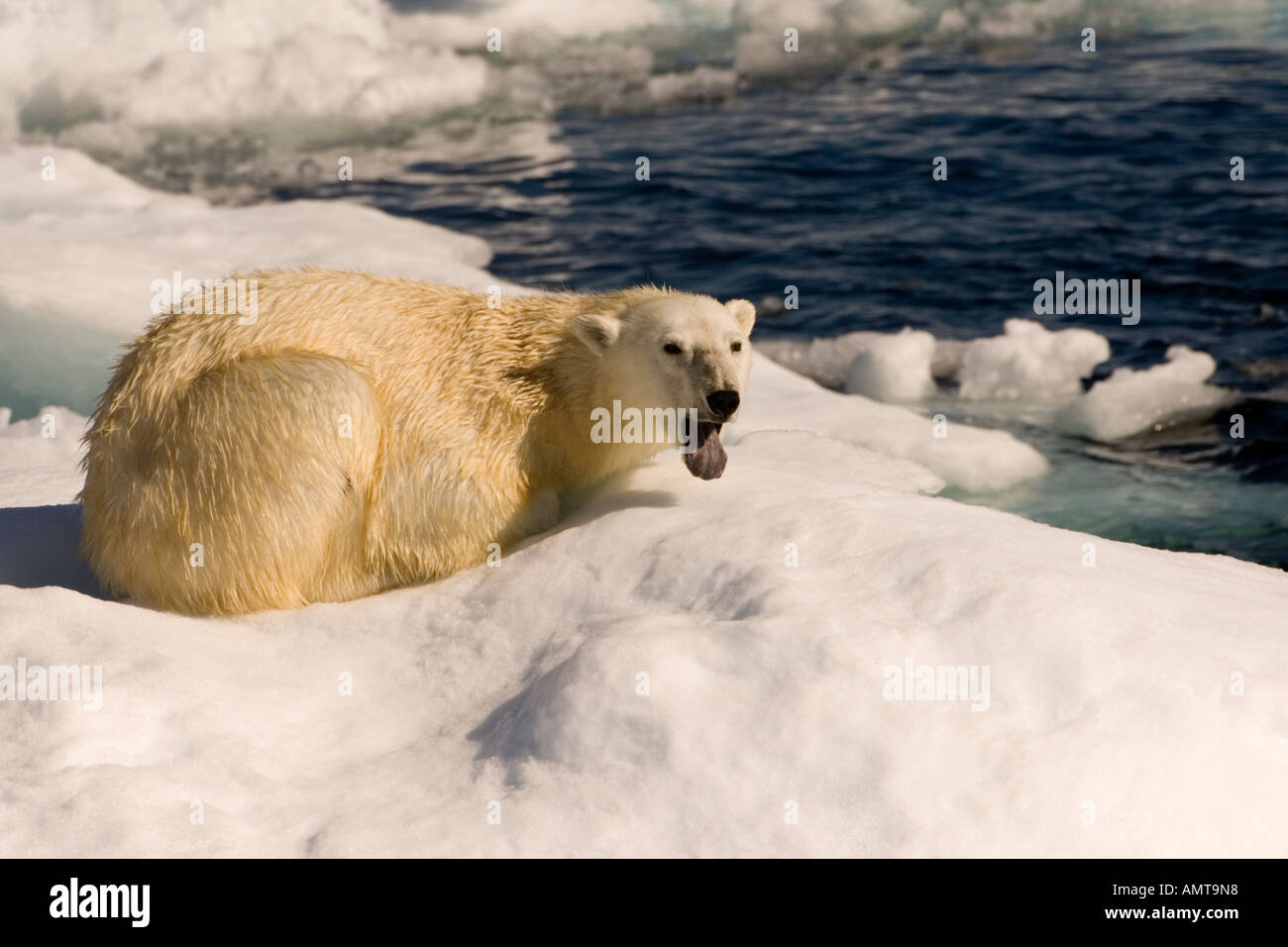 Polar Bear Davis Strait Labrador Sea Canada Stock Photo