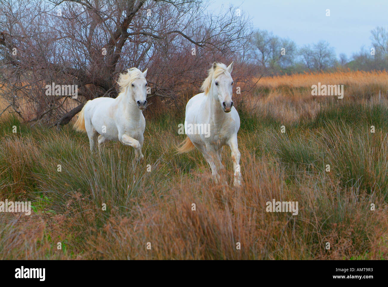 Etalon hi-res stock photography and images - Page 2 - Alamy
