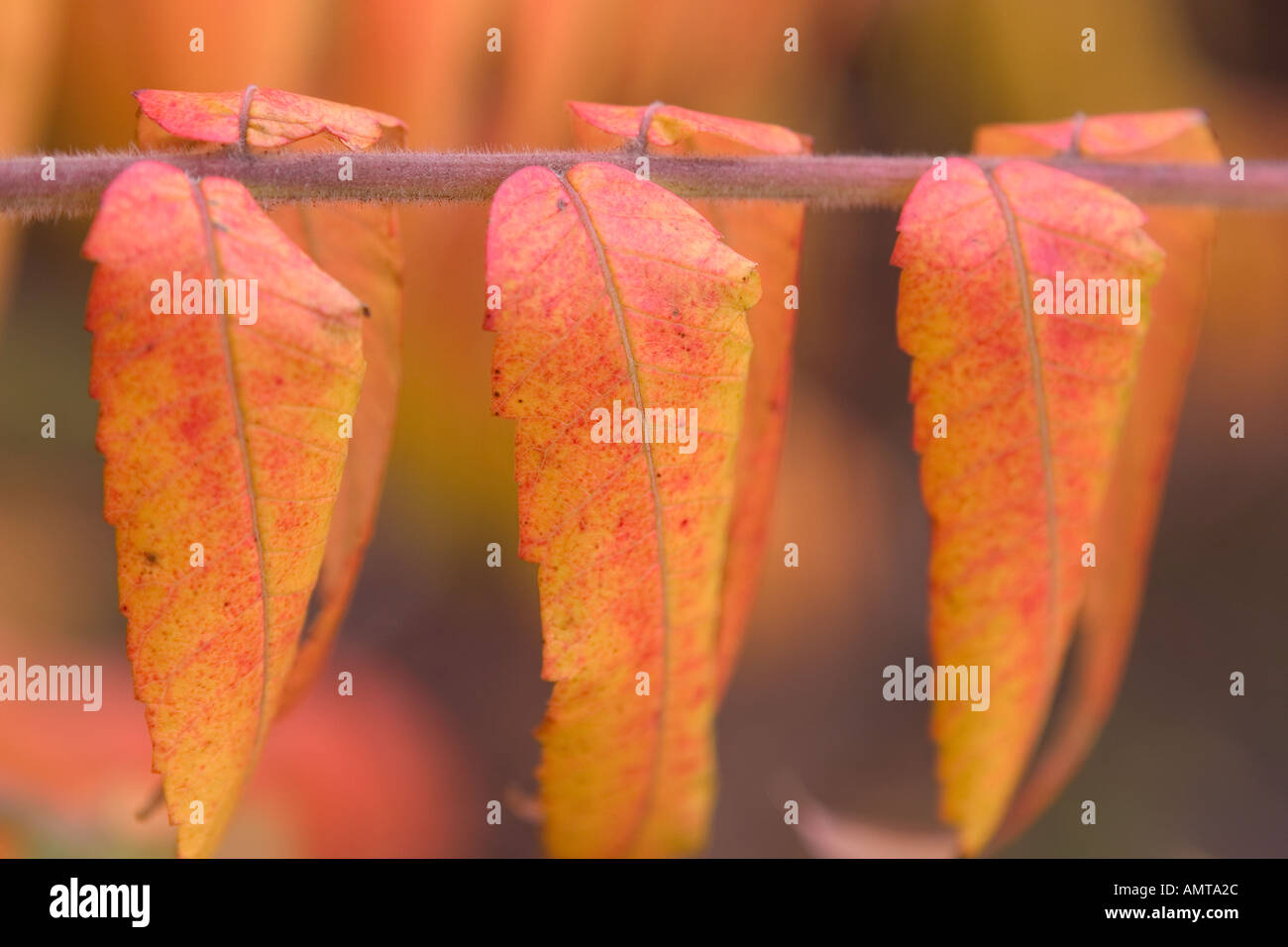 Autumn leaves on Maple Acer tree Stock Photo - Alamy