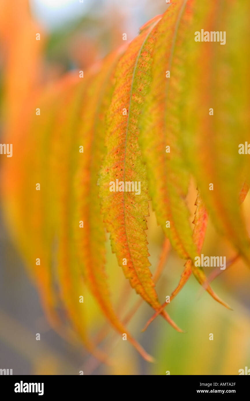 Autumn leaves on Maple Acer tree Stock Photo - Alamy