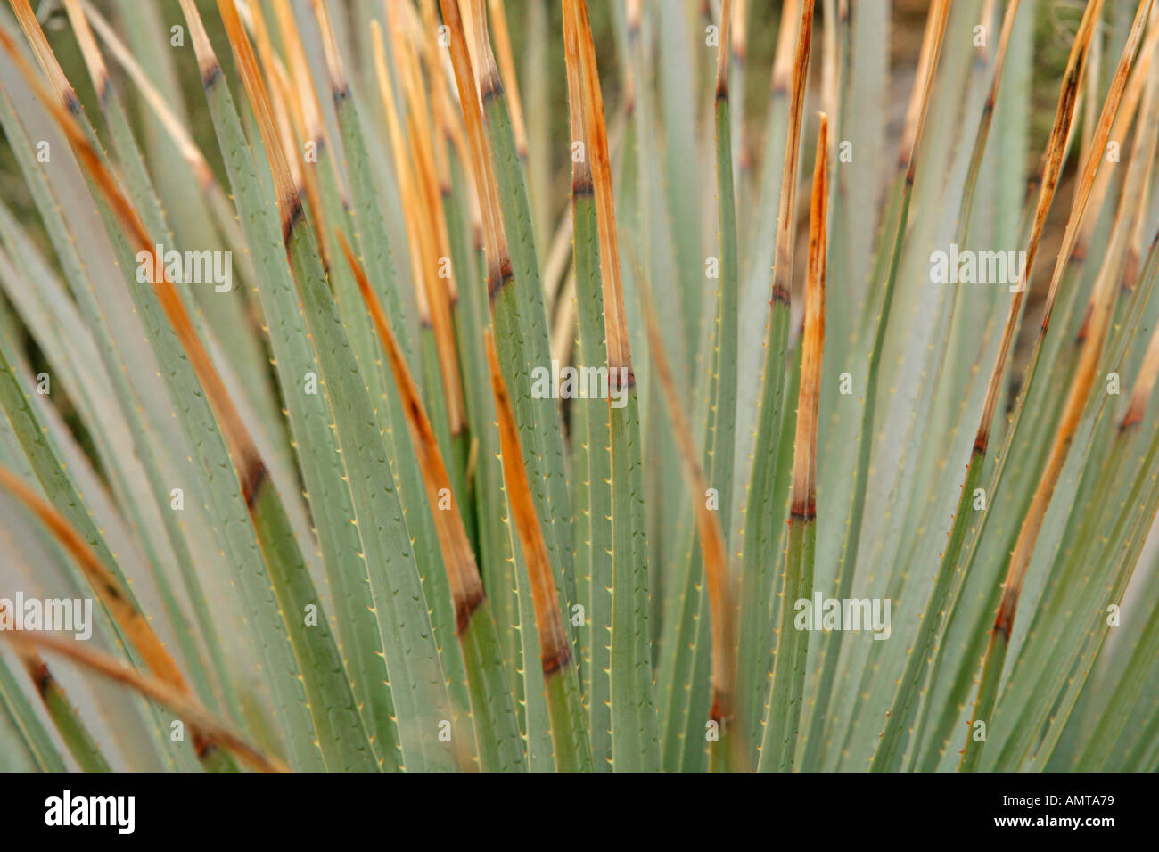 Close up of a Sotol plant in southern Arizona Stock Photo