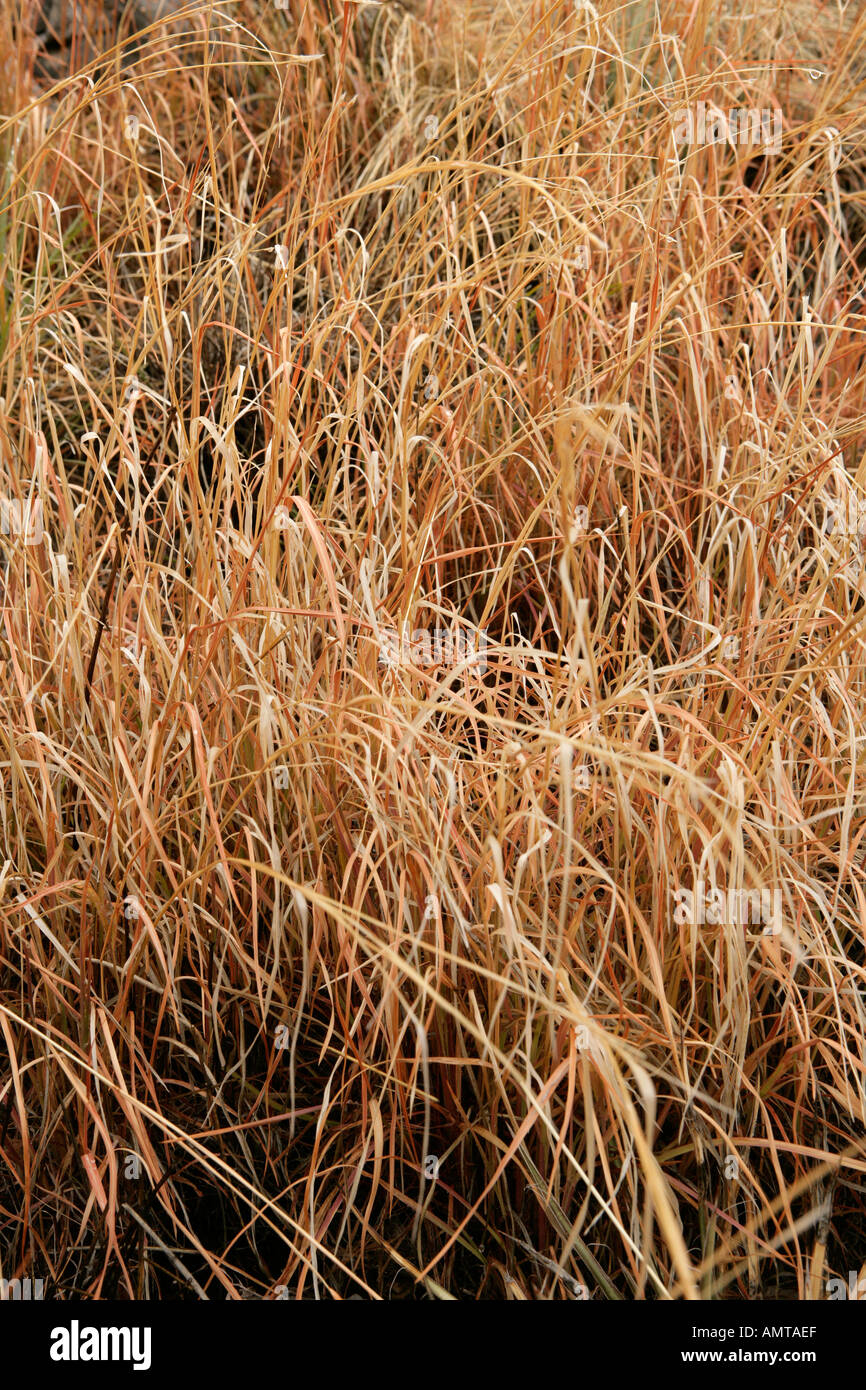 Reddish wild grass Stock Photo