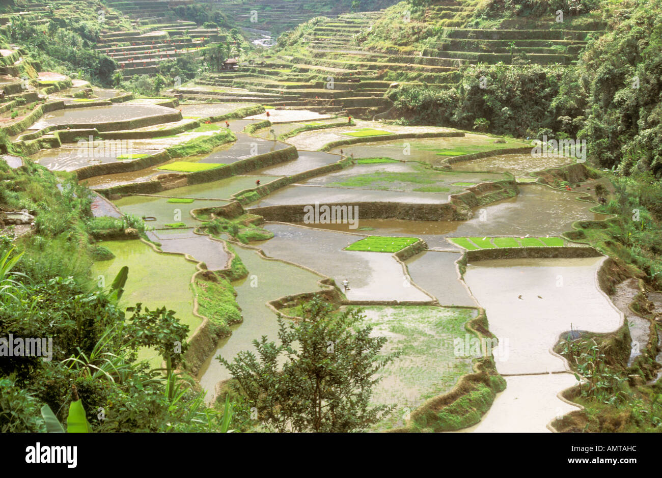 Farmland rice terraces on hi-res stock photography and images - Alamy