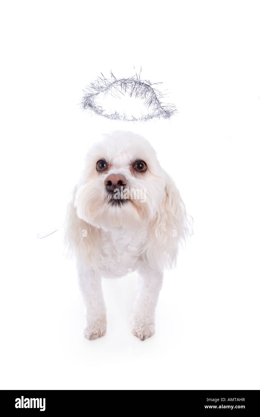 Cute white Havanese dog dressed as an angel isolated on white background Stock Photo