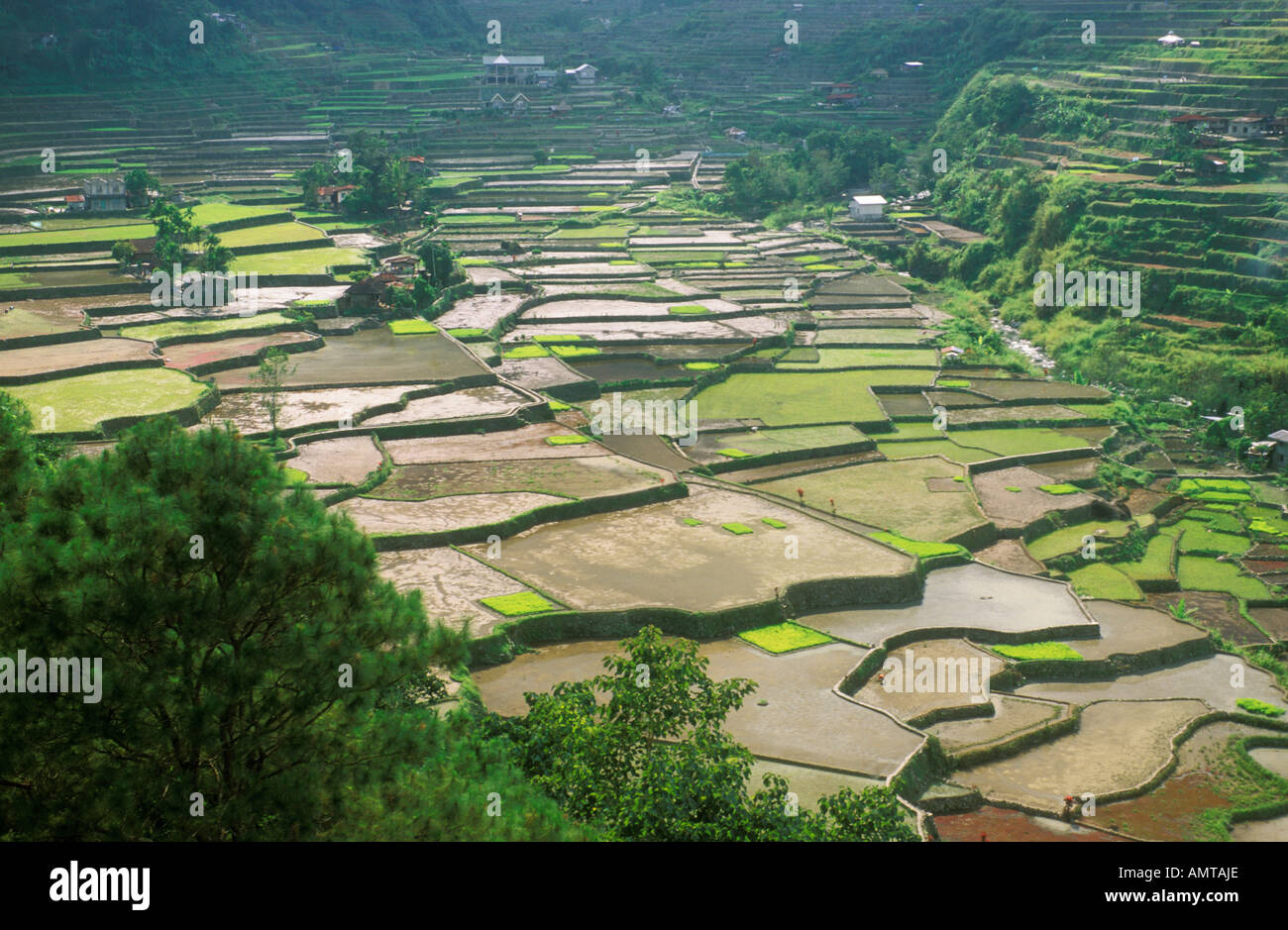 Farmland rice terraces on hi-res stock photography and images - Alamy