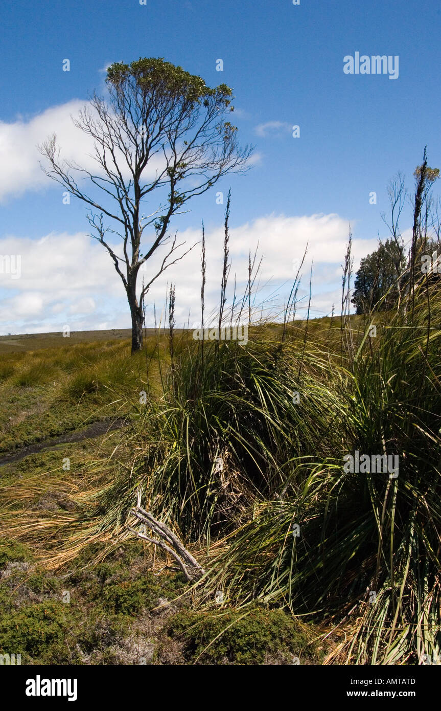 Arbre australien hires stock photography and images Alamy