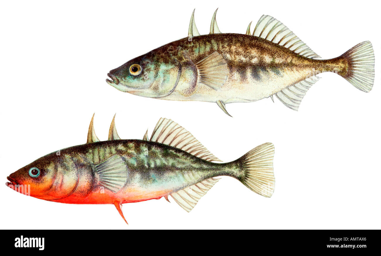 Three spined Stickleback (Gasterosteus aculeatus), female (above) and male (below) Stock Photo