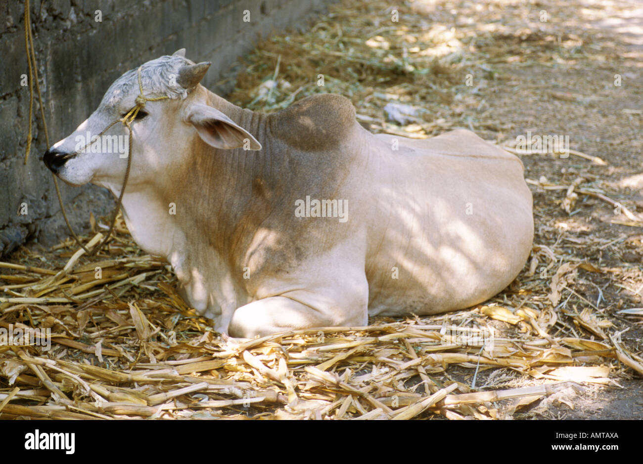 Cow Laying Down Philippines Stock Photo Alamy