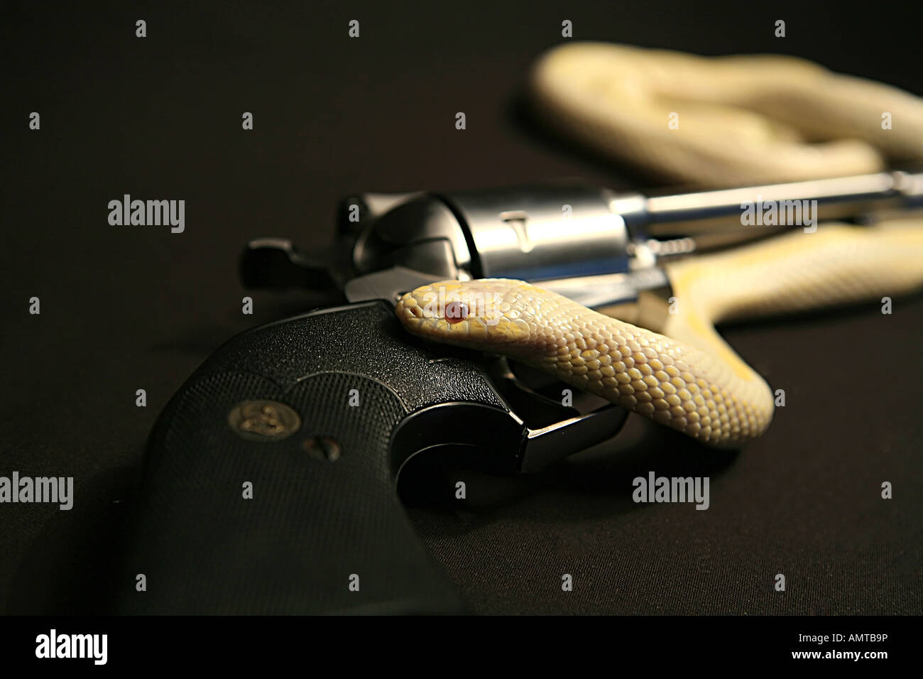 Snake crawling over handgun isolated on black background Stock Photo