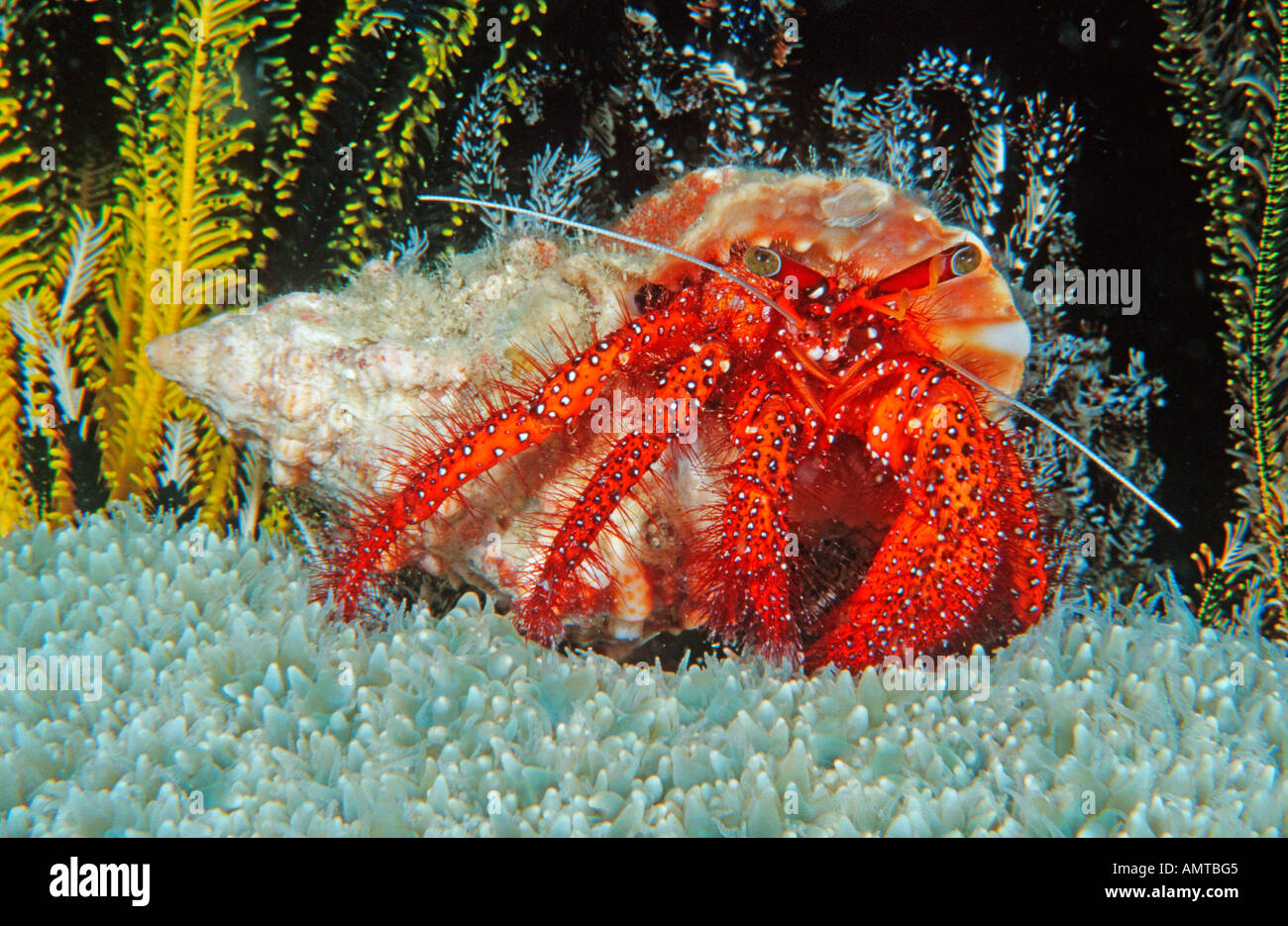 Scarlet Hermit Crab (Dardanus megistos) on coral Stock Photo