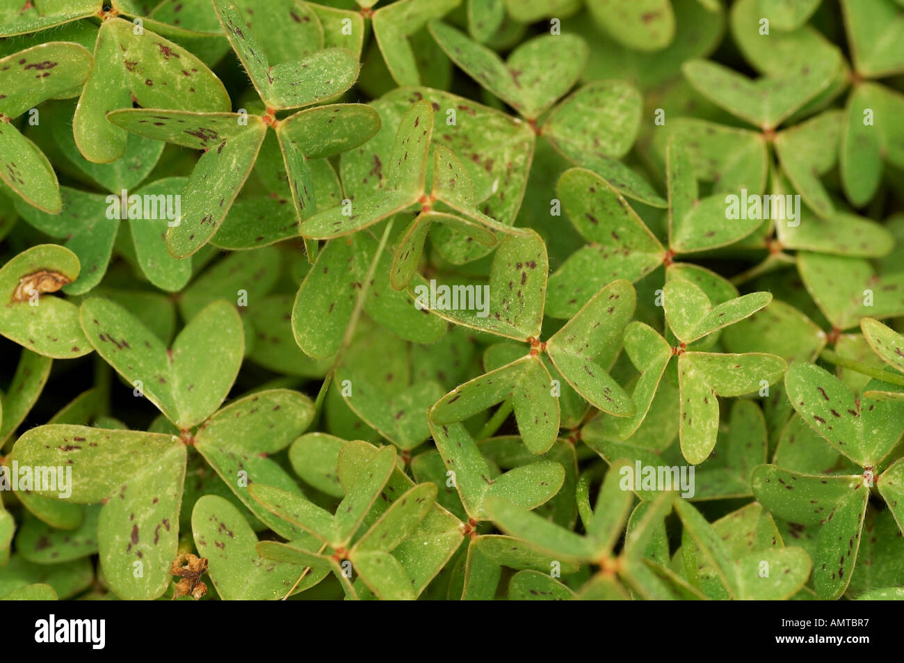 Wild beauty natural hi-res stock photography and images - Alamy