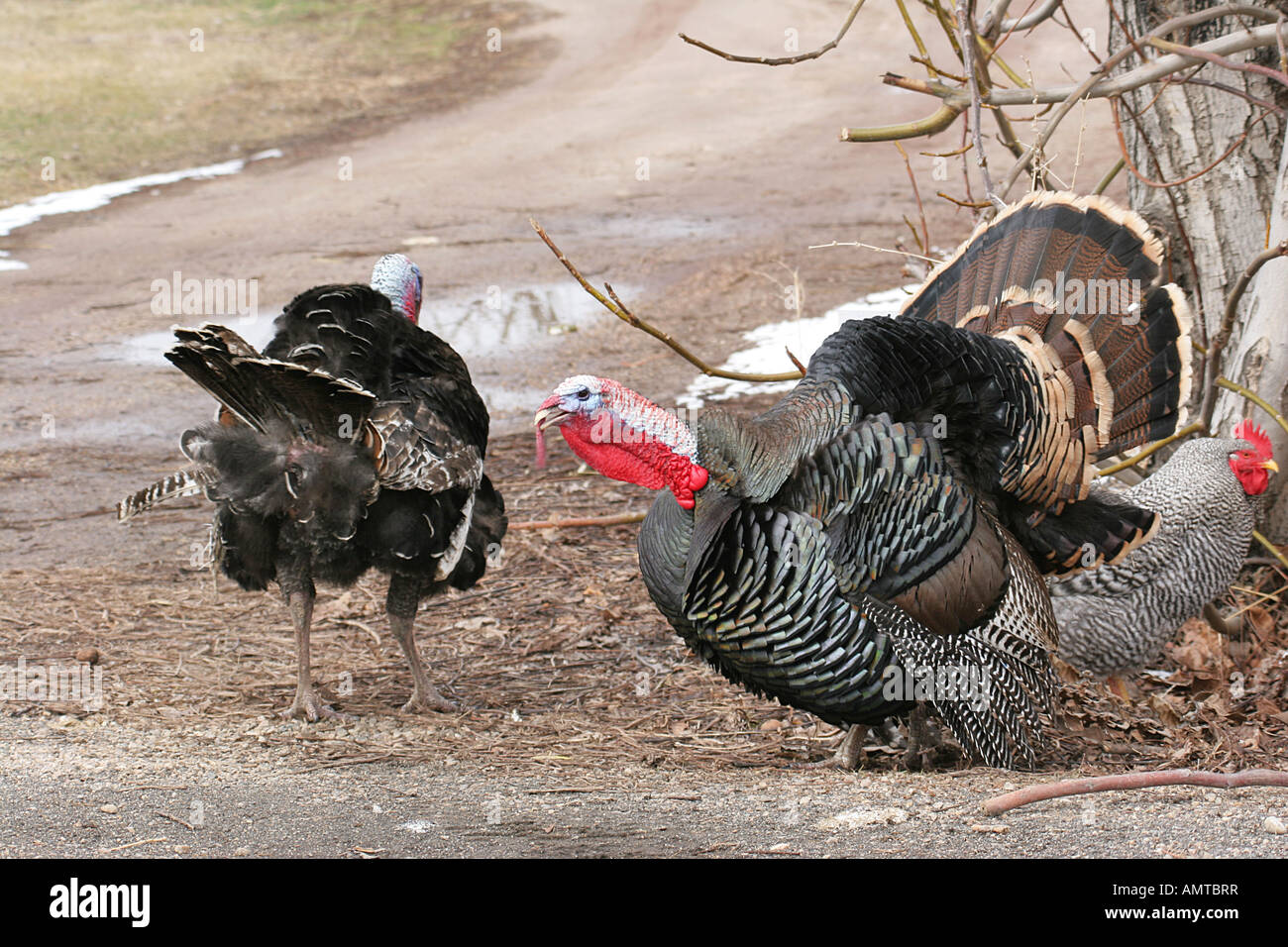 Bronze or brown tom turkey Stock Photo Alamy