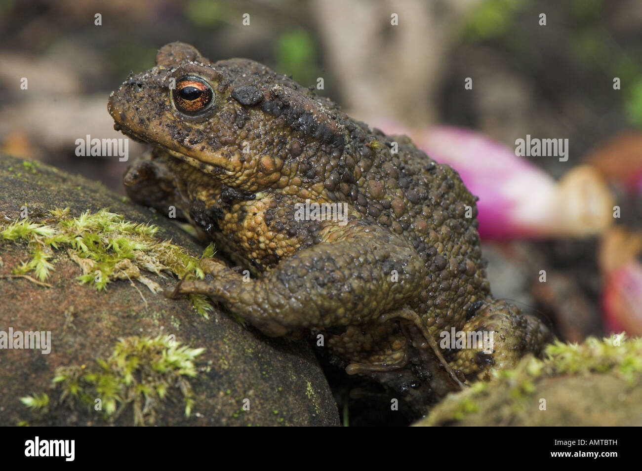 close up of Common Toad in garden Bufo bufo Stock Photo