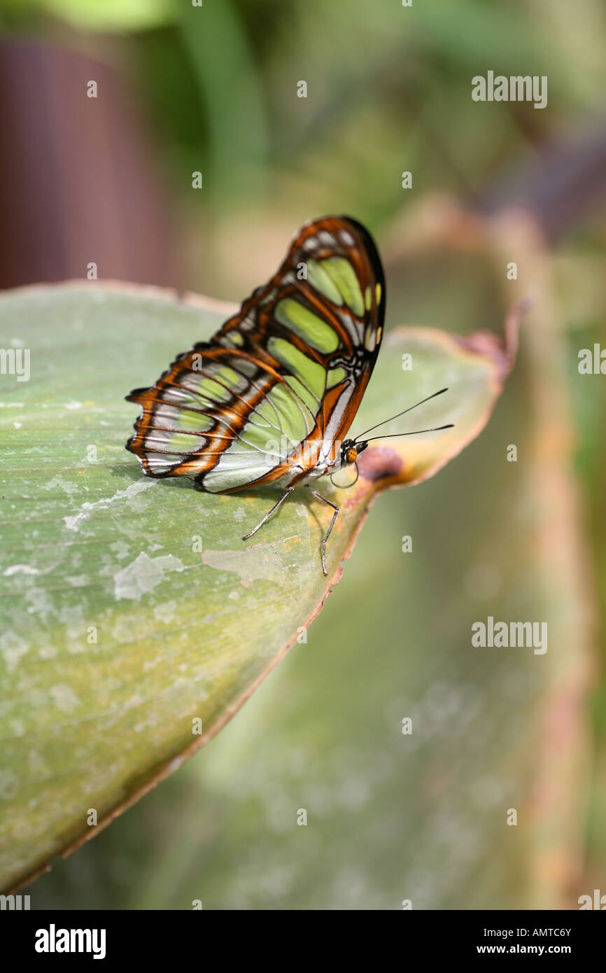 Malachite Butterfly on leaf close up Stock Photo
