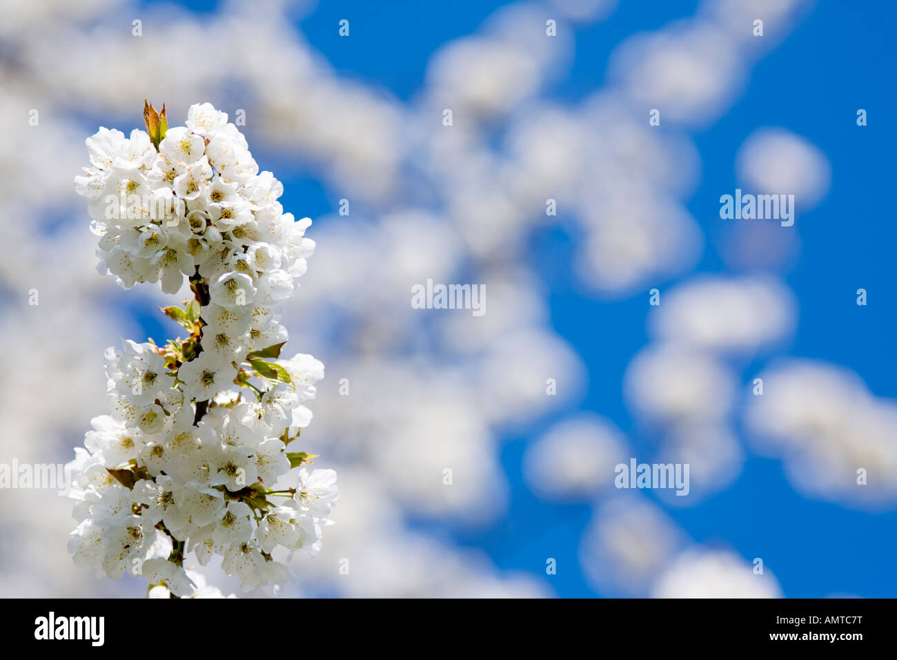 cherry blossoms against blue sky Stock Photo - Alamy