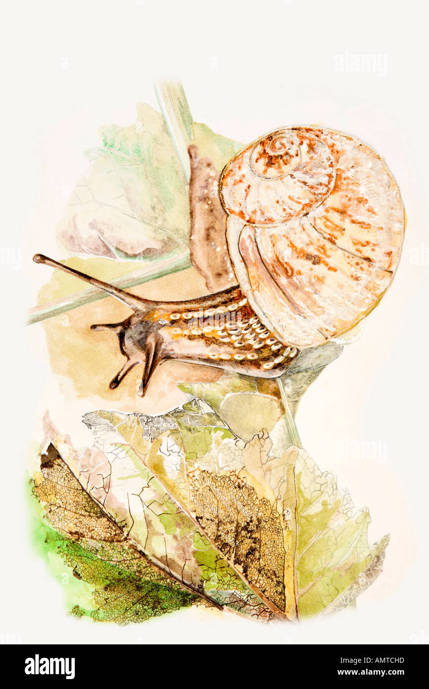 Snail Garden Original Watercolor & Ink Illustration