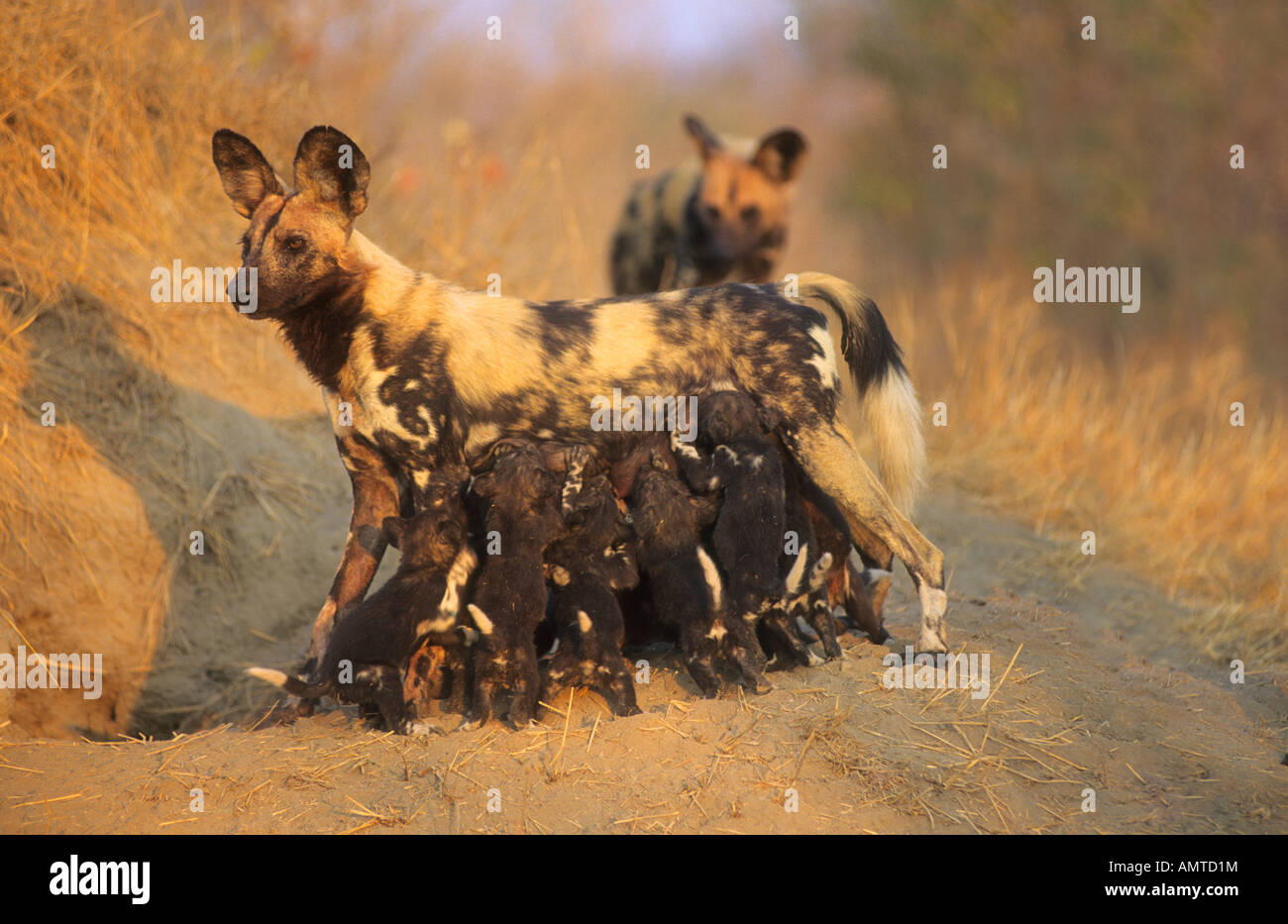 Alpha female African wild dog nursing pups at den Stock Photo