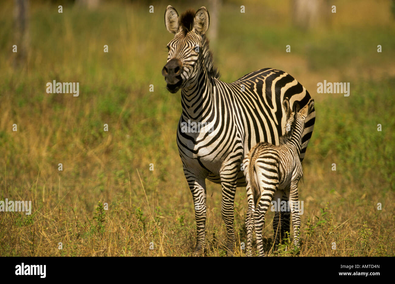 A Burchell's zebra and foal (Equus burchelle) Stock Photo