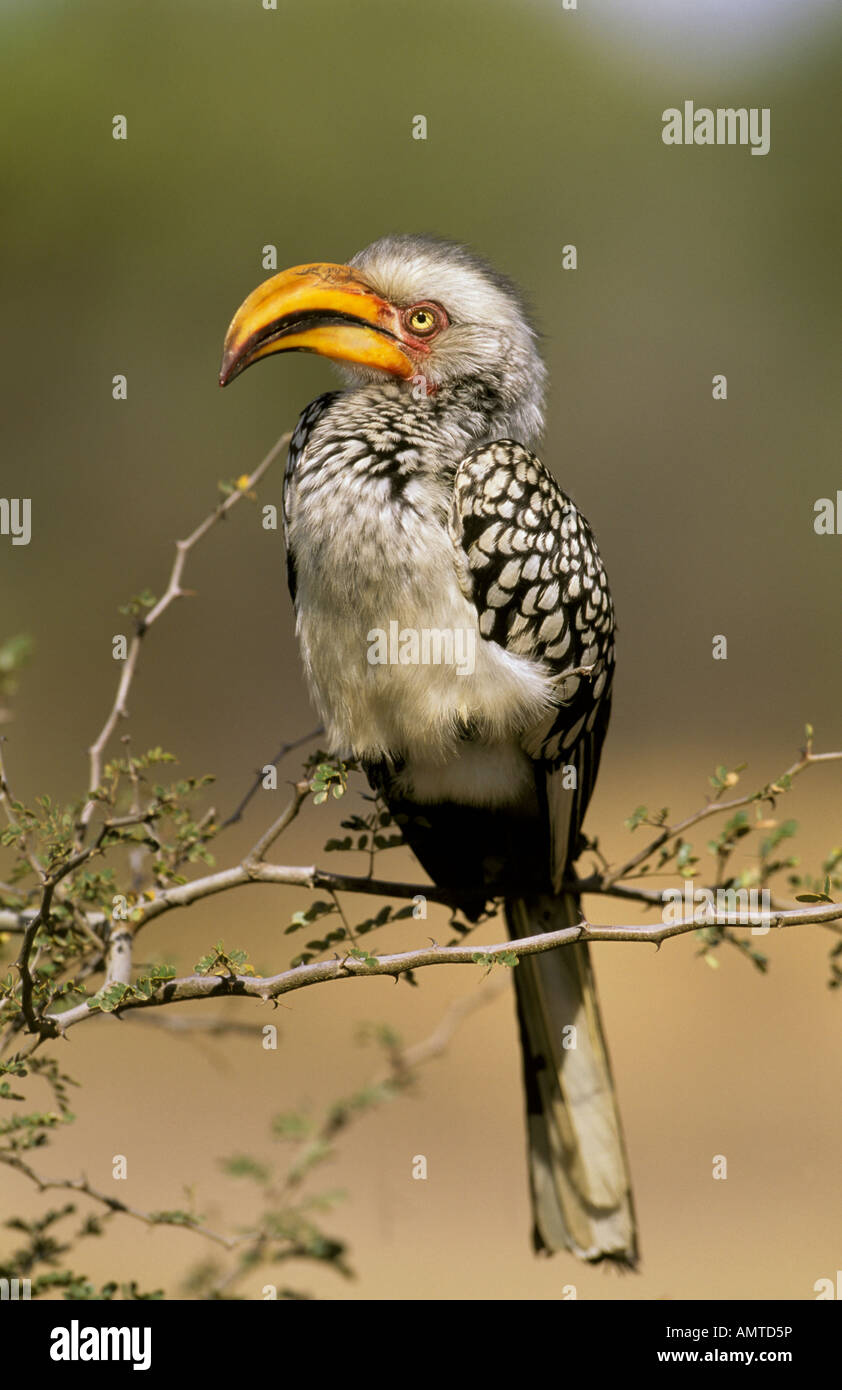 A Southern yellow billed hornbill (Tockus flavirotris) perched in a tree Stock Photo