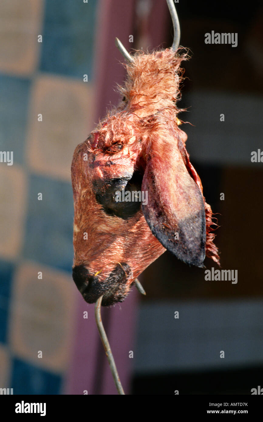 Goat head hanging on a hook  in a butcher's shop Stock Photo