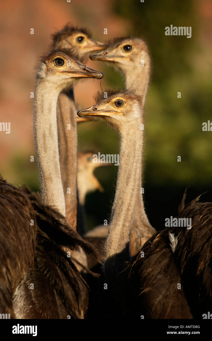 Portrait of a sub-adult ostrich flock putting their heads together on an ostrich farm near Oudtshoorn Stock Photo
