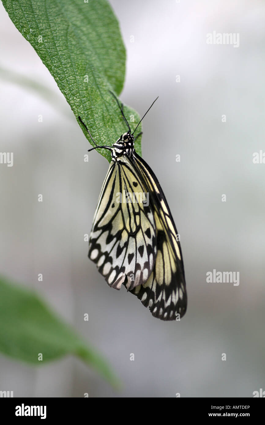 Tree Nymph Butterfly hanging on leaf Stock Photo