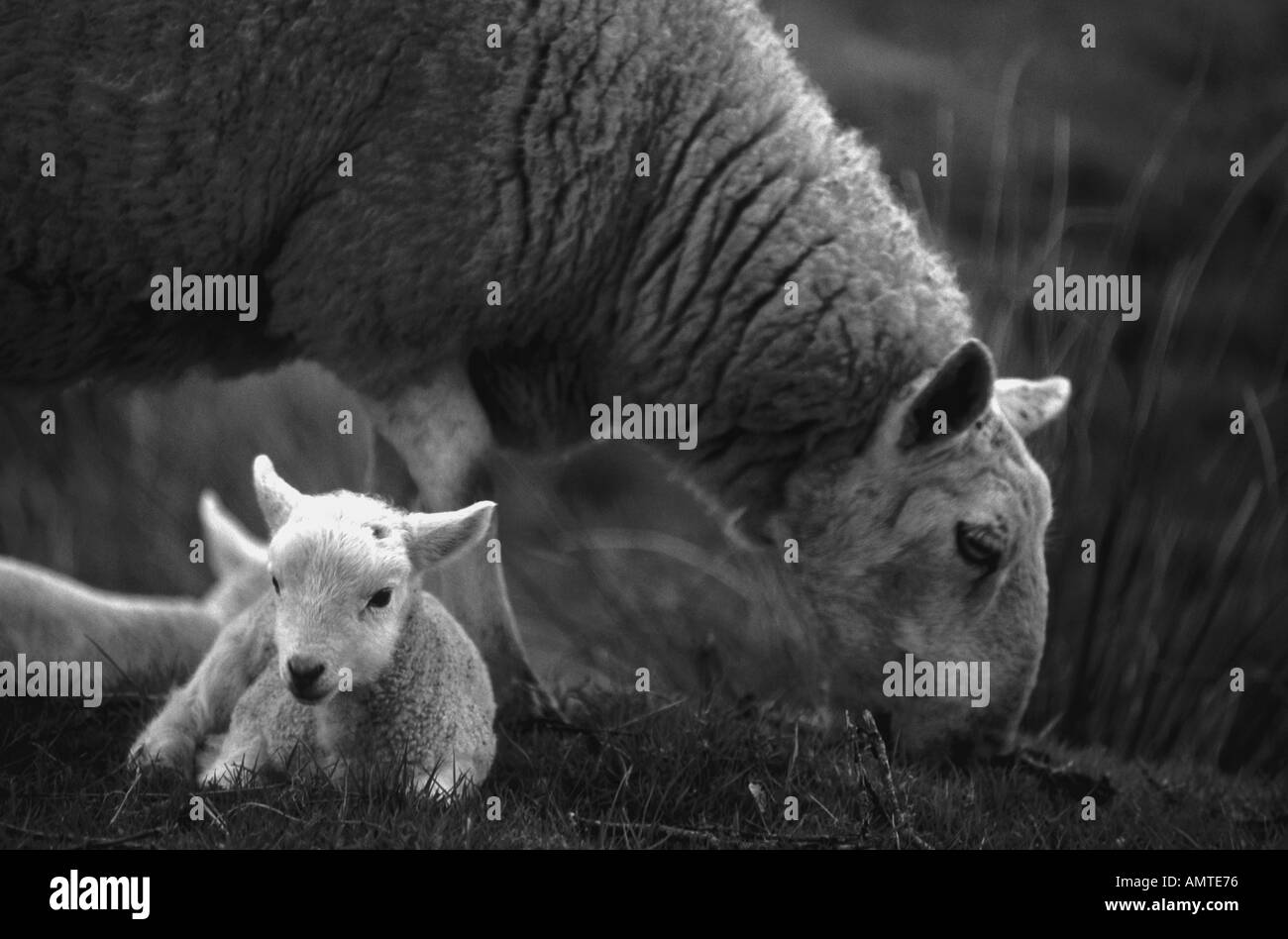 Young lambs Black and White Stock Photos & Images Alamy