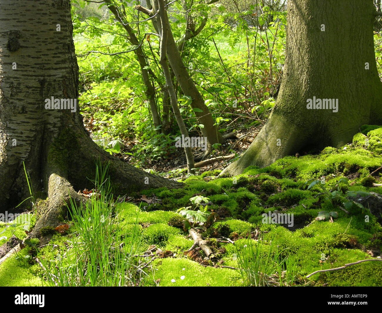 Carpet Moss In The Deciduous Forest Carpet Vidalondon