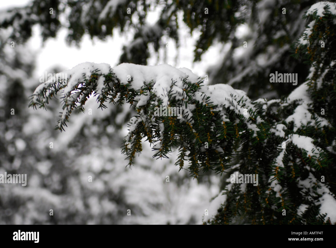 Close up fir tree branches hi-res stock photography and images - Alamy