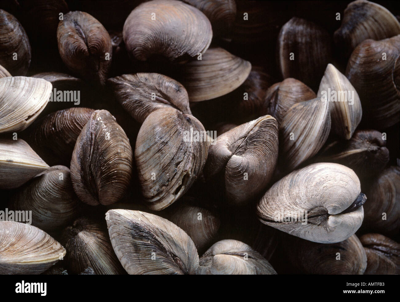 Freshly caught seafood hi-res stock photography and images - Alamy