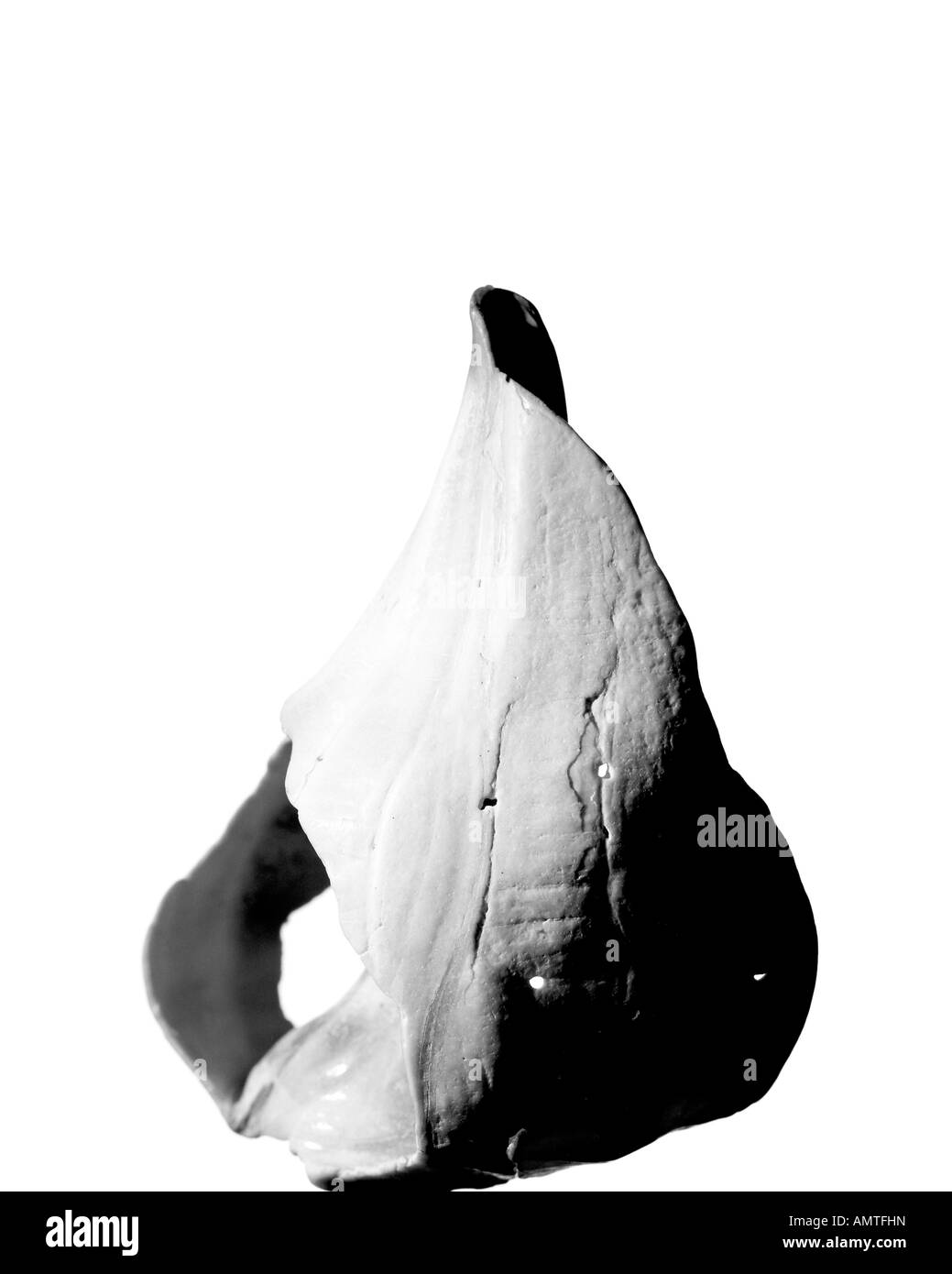 Dead sea shell Black and White Stock Photos & Images - Alamy