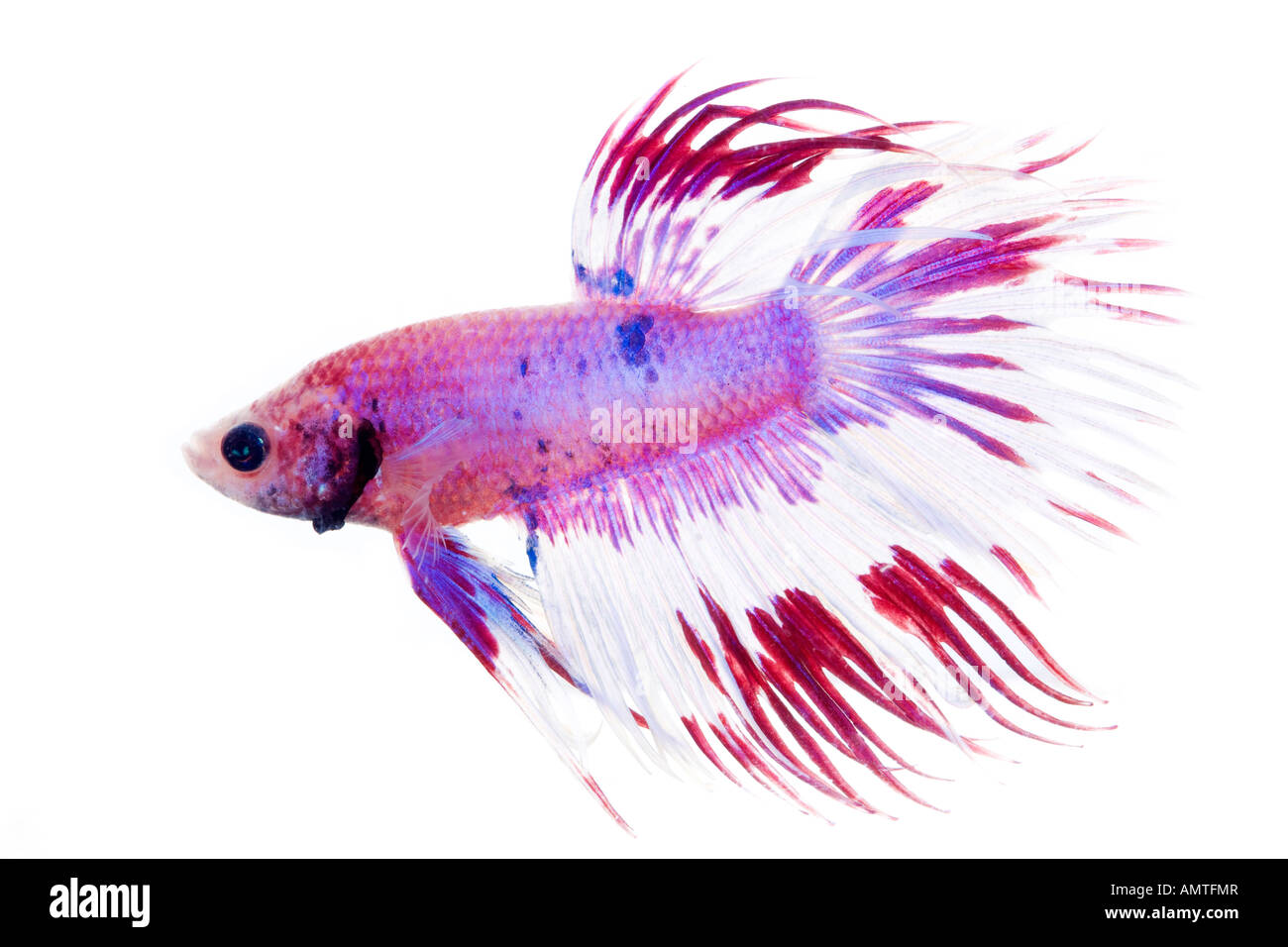 White red purple and pink Betta fish isolated on white Stock Photo