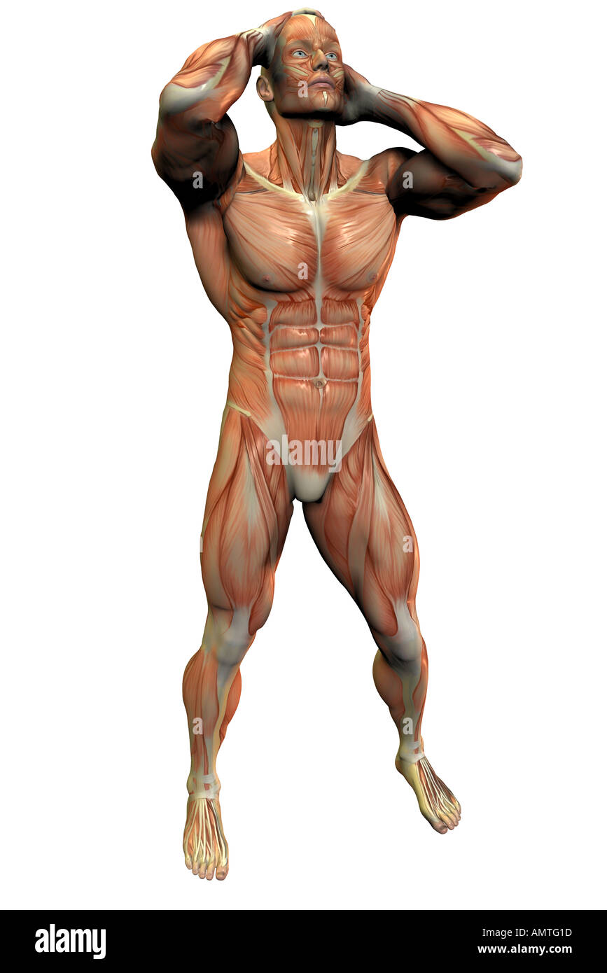 Muskulöser Körper als Symbol für Bodybuilding muscular body as symbol for bodybuilding Stock Photo