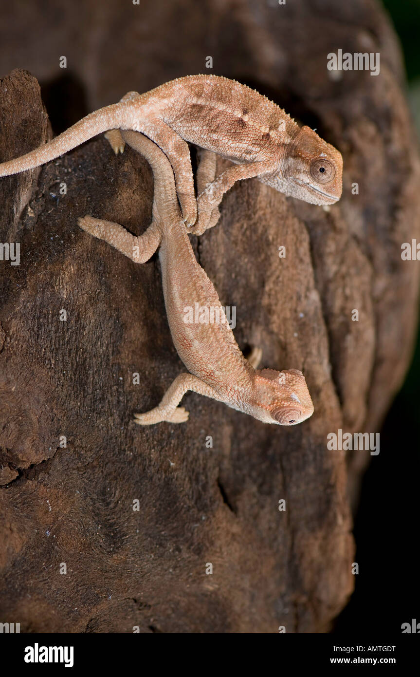 two young chameleons on a stree stump Stock Photo