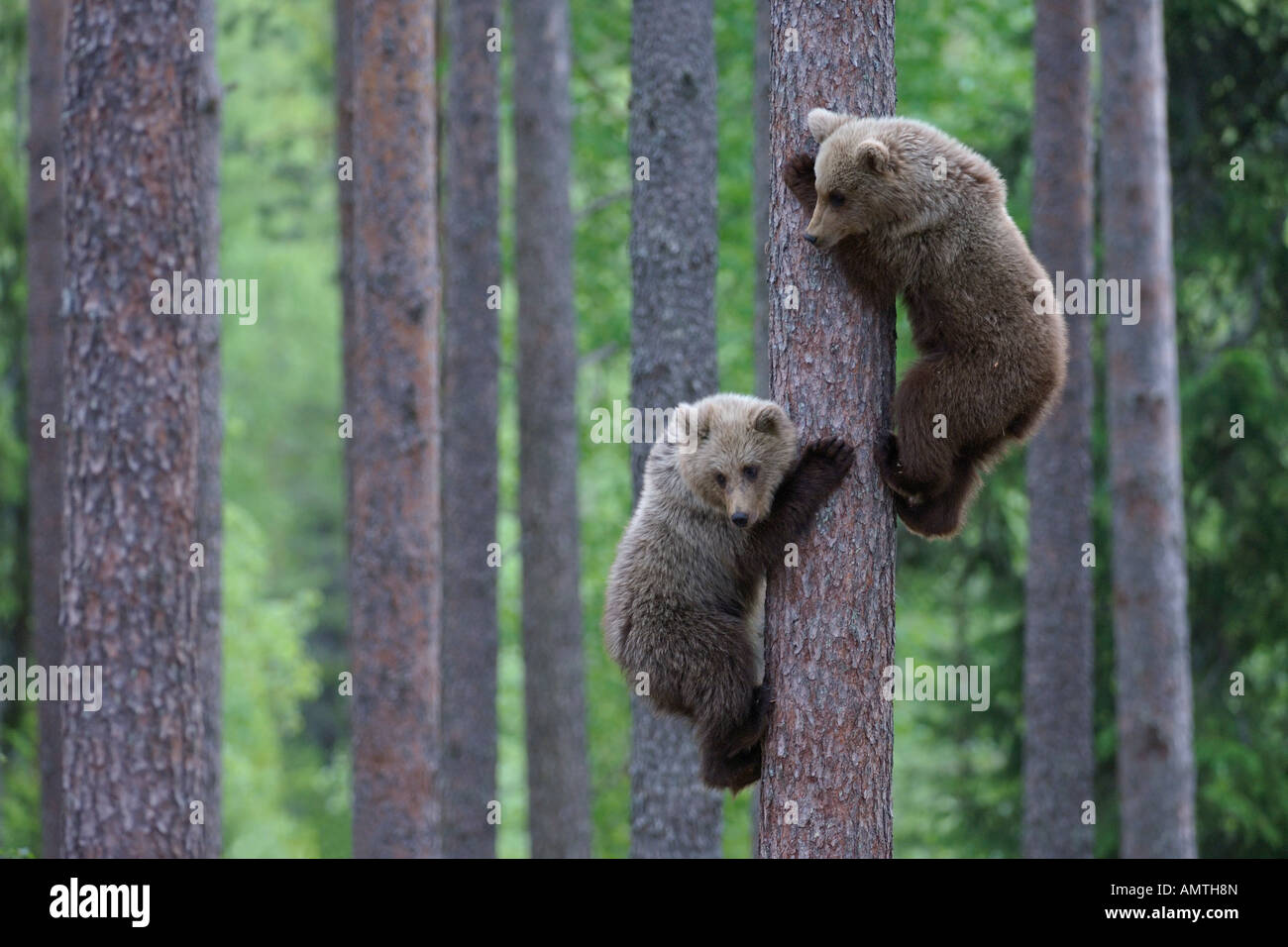 European brown bear Ursus arctos cub climbing pine tree in taiga forest Martinselkonen Finland June Stock Photo