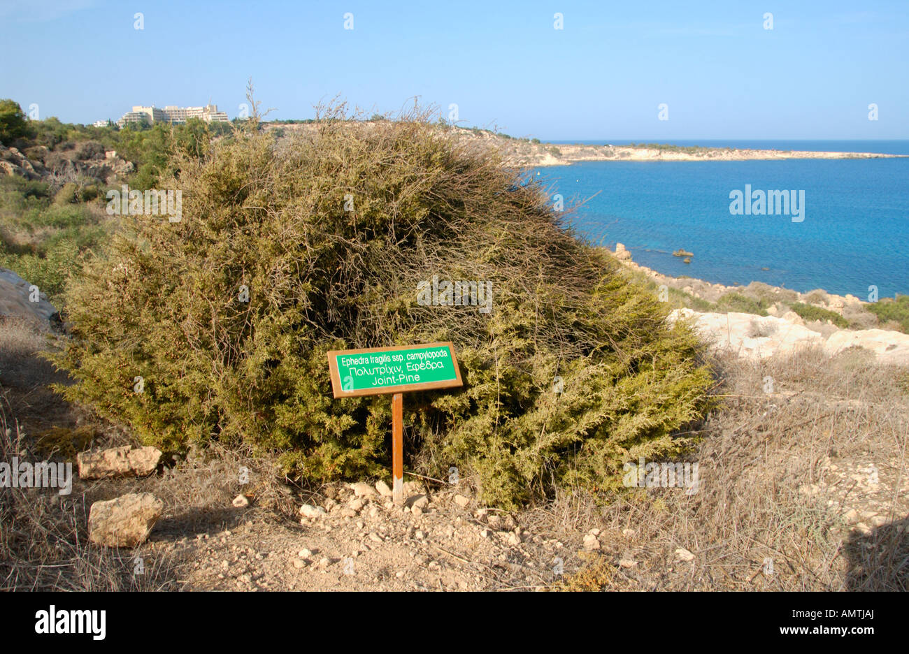Joint Pine growing at Cape Gkreko on the Mediterranean island of Cyprus EU Stock Photo