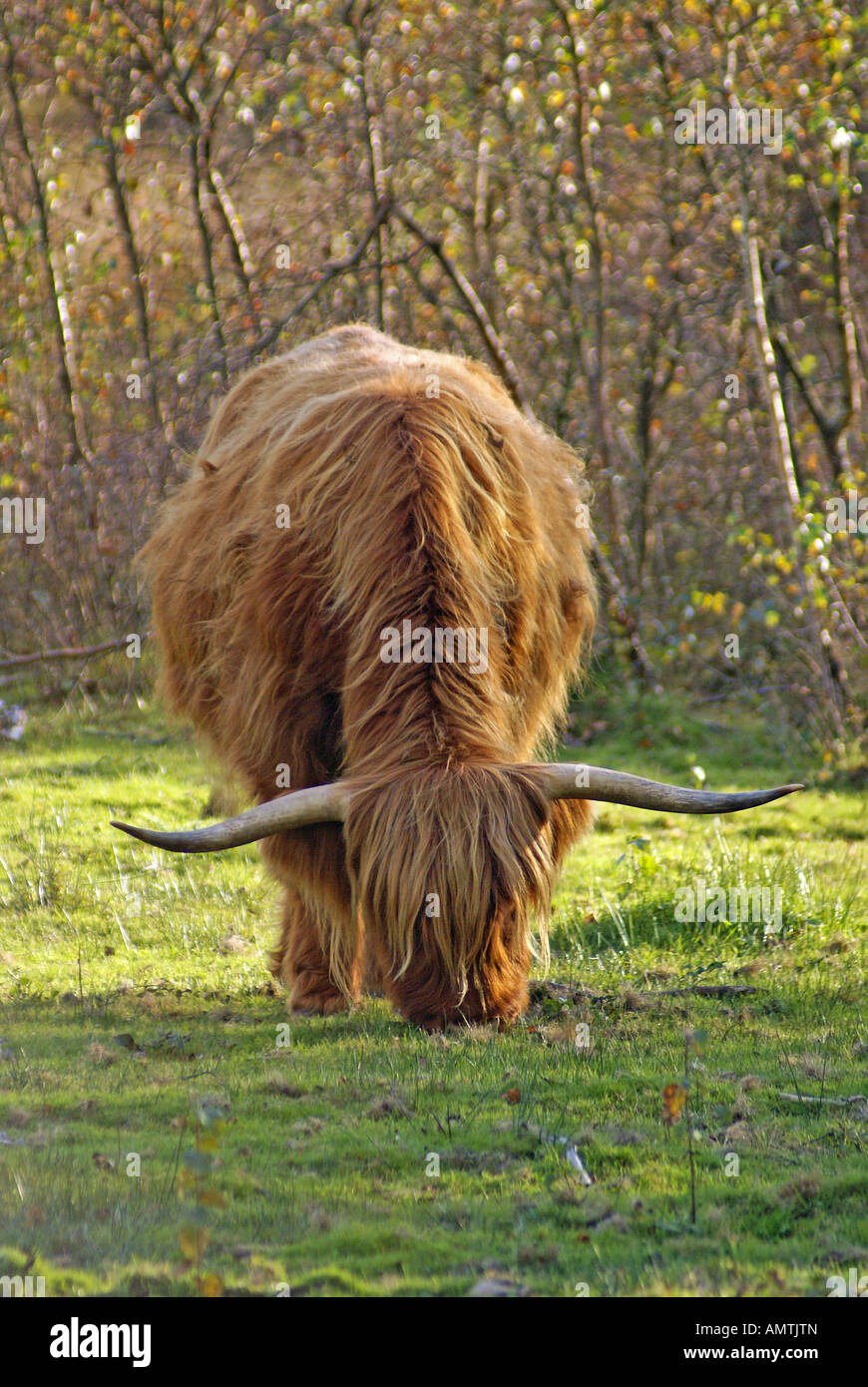 Aberdeen Angus Cow feeding in summer Stock Photo - Alamy