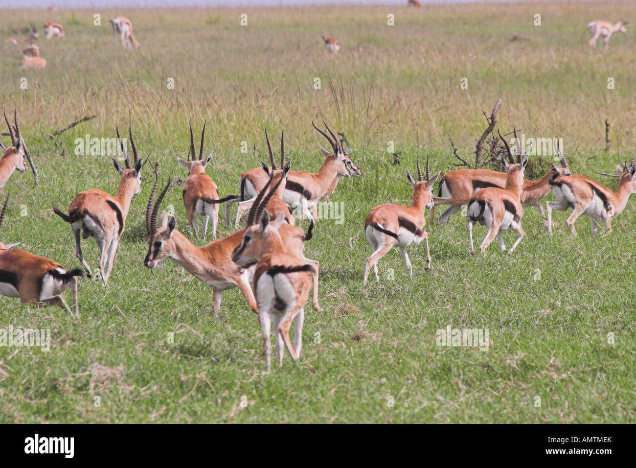 Kenya Masai Mara a herd of Thomsons gazelles Gazella thomsoni Stock ...