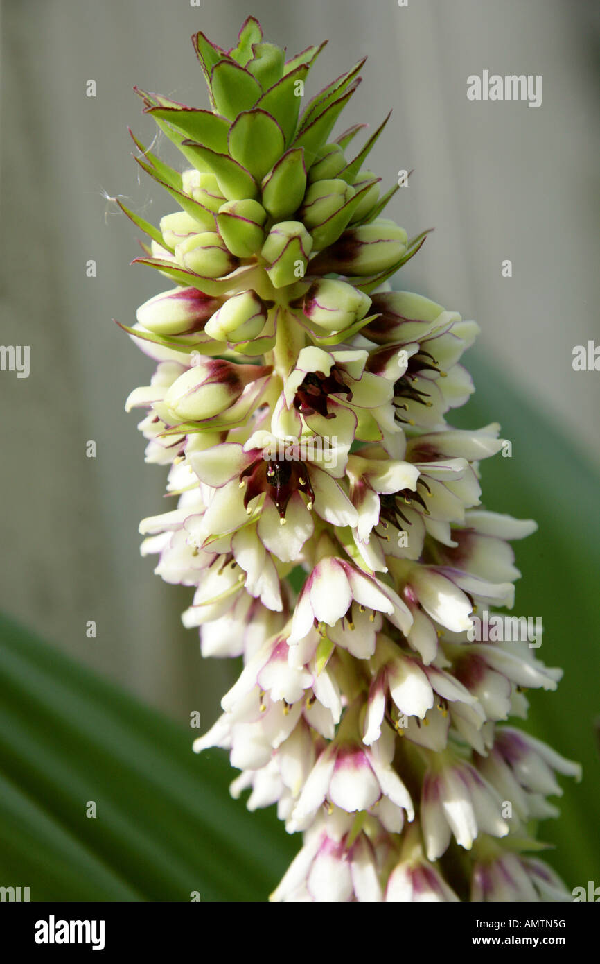 Pineapple Lily, Eucomis humilis, Hyacinthaceae, South Africa Stock Photo