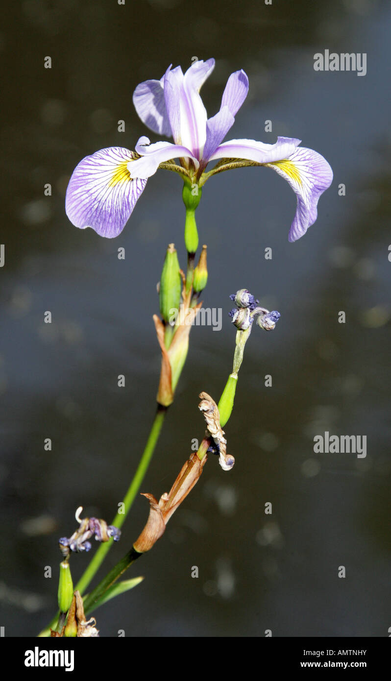 Iris Gerard Derby Iridaceae Stock Photo