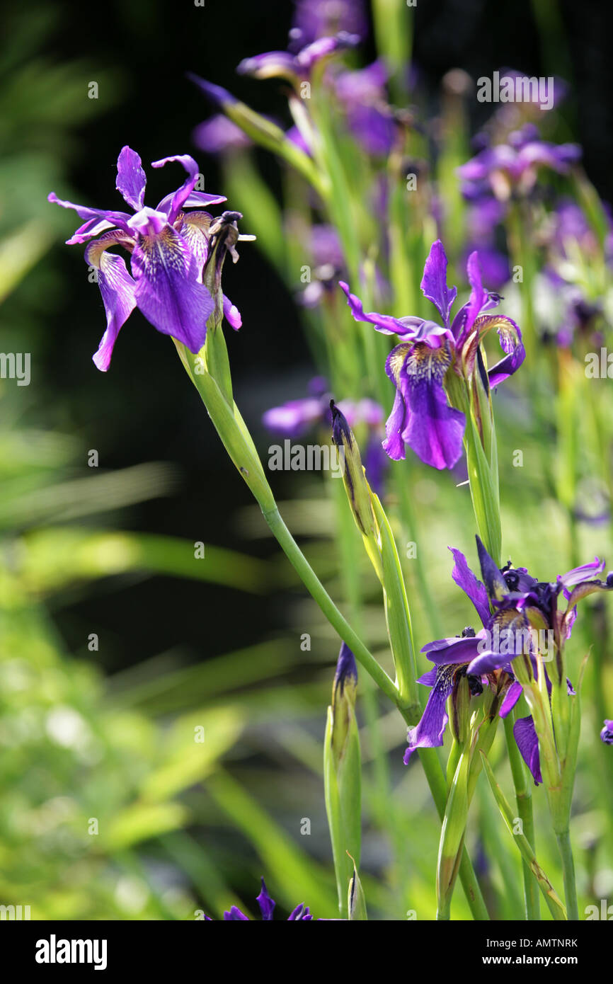 Iris bulleyana, Iridaceae Stock Photo